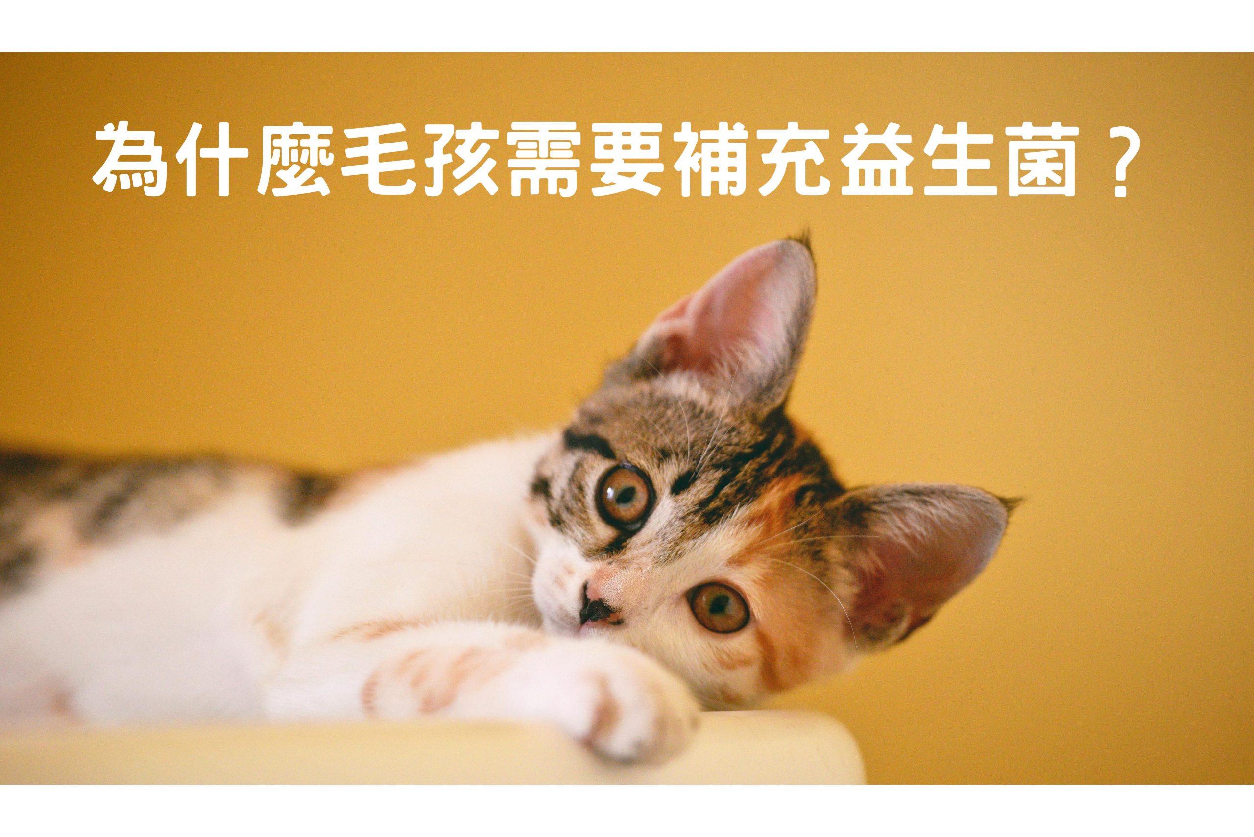 為什麼毛孩需要補充益生菌？