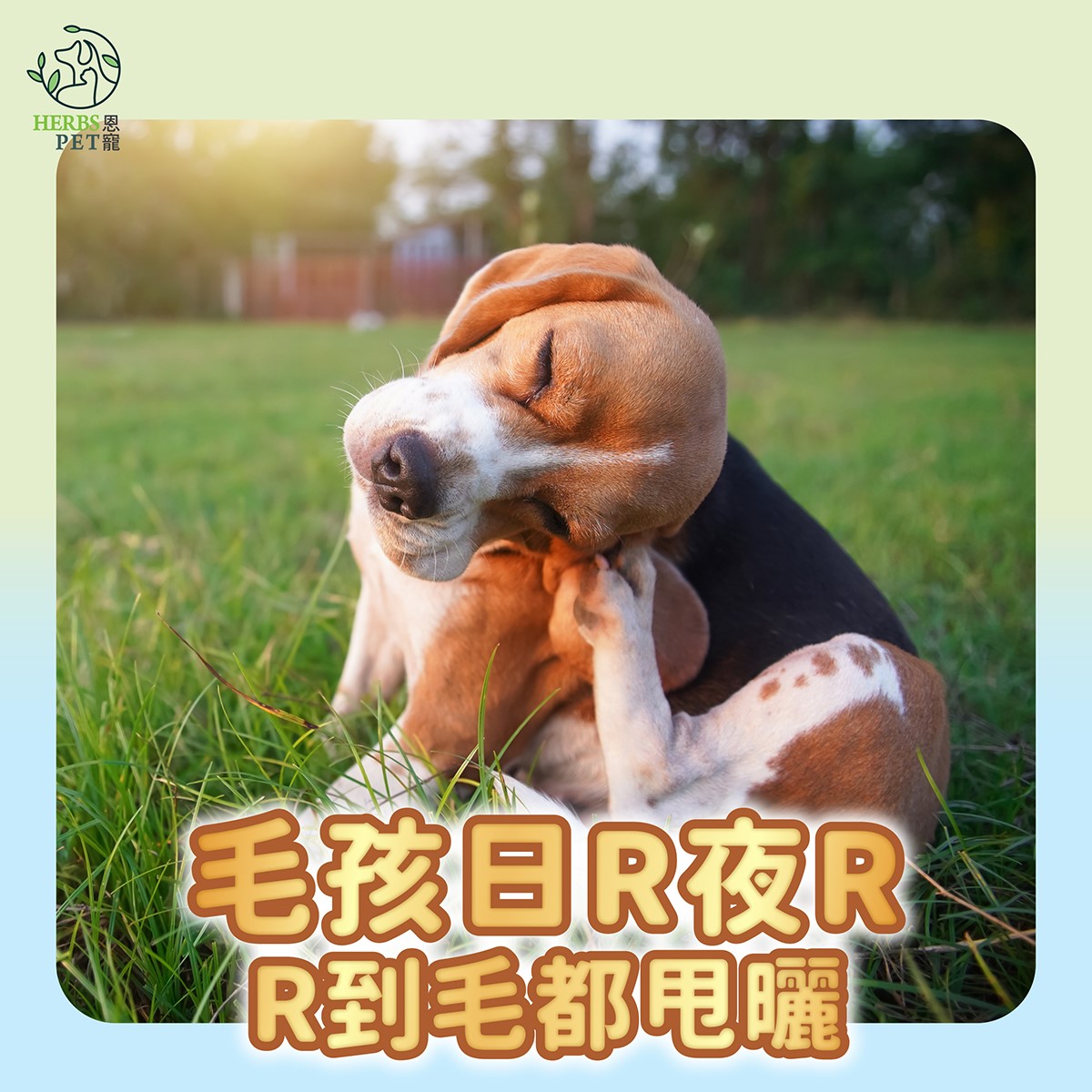 毛孩日R夜R，R到啲毛都甩曬？