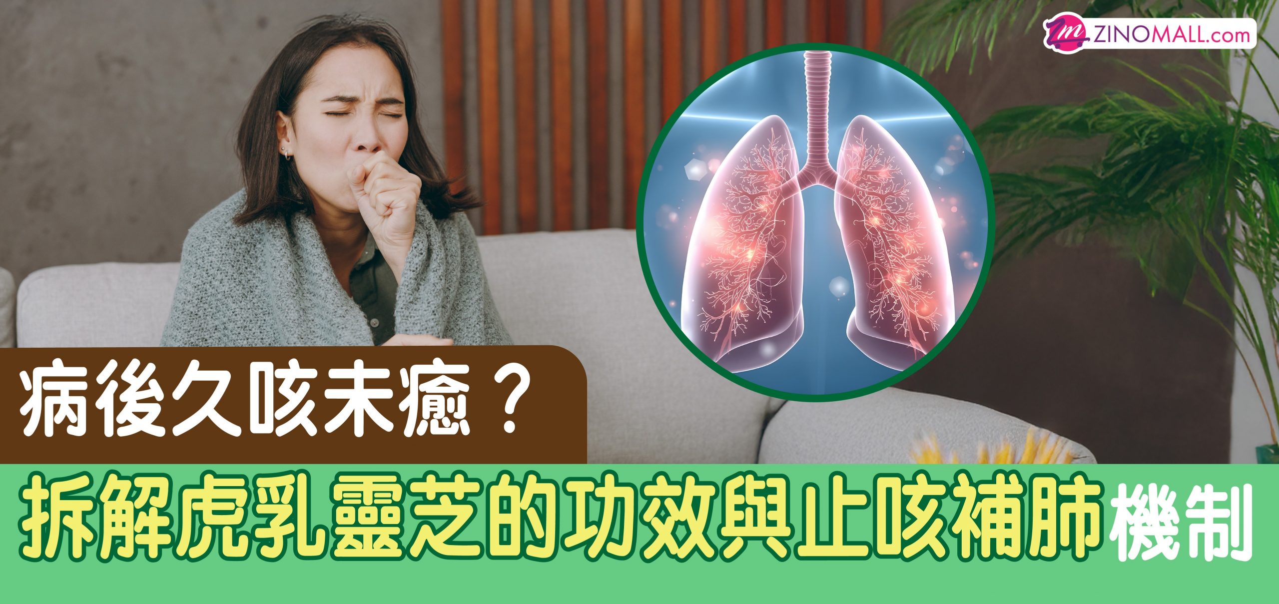 病後久咳未癒？拆解虎乳靈芝的功效與止咳補肺機制