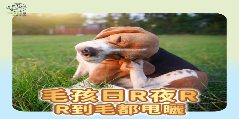 毛孩日R夜R，R到啲毛都甩曬？